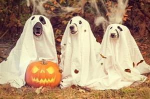 Three dogs wearing sheets over their heads to look like ghosts, posing with a jack-o-lantern.